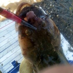 本日も執念の釣りでした。