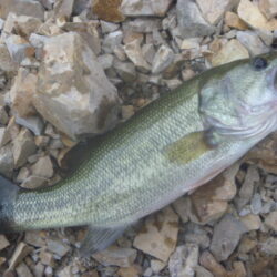 べた凪バス釣り