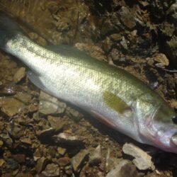 ブラックバス釣果