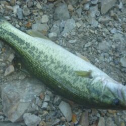 一庫ダム釣行　8月6日