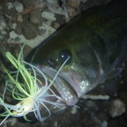 スピナーベイトでバス釣り