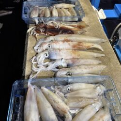 和歌山県白浜沖でイカメタル