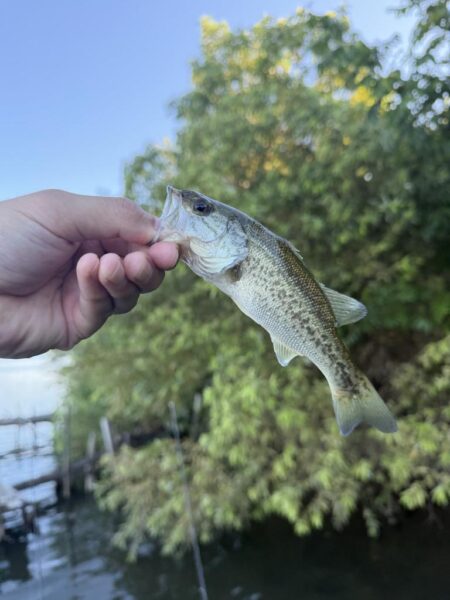 よく釣れたよ😁