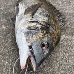 エビ撒きでチヌ２枚！