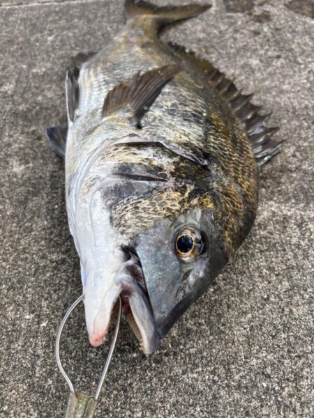 エビ撒きでチヌ２枚！