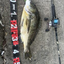 狙いはシーバス、釣れるはチヌ