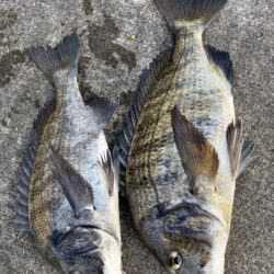 チヌ２枚釣れました！