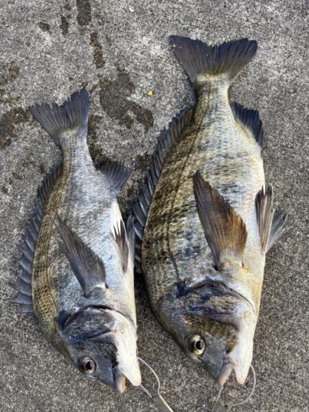 チヌ２枚釣れました！