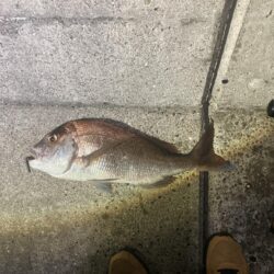 またマダイ釣れた