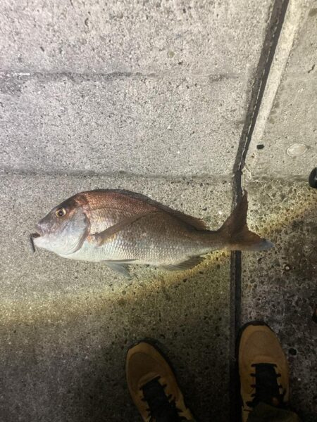 またマダイ釣れた