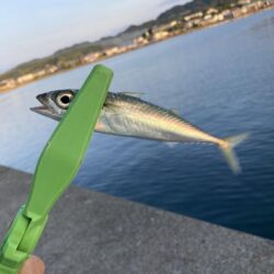 淡路島釣行