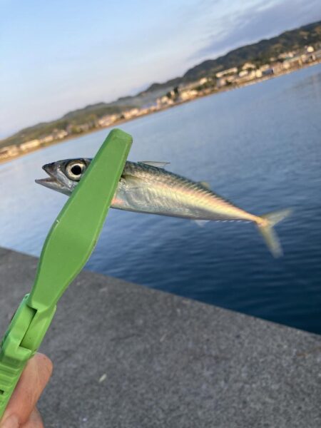 淡路島釣行