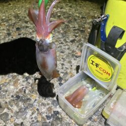 台風前でも🦑釣り^^;