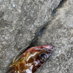 船と磯は違う