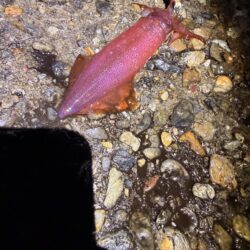 日に日に渋く、サイズダウンするケンサキイカ