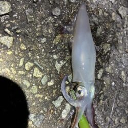 釣れました^_^