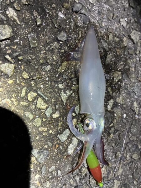 釣れました^_^