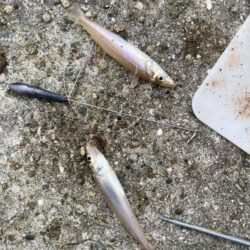 白鱚釣り