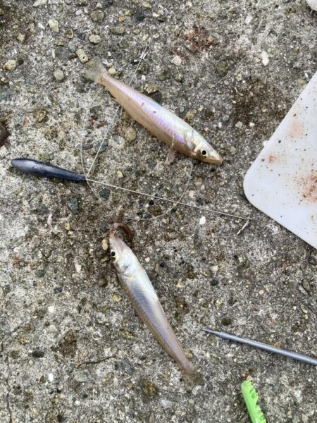 白鱚釣り