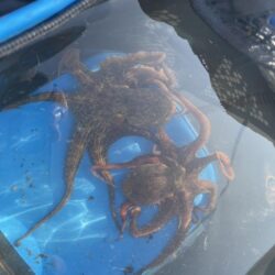 タコ釣り