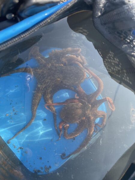 タコ釣り