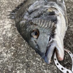 朝マヅメからエビ撒き
