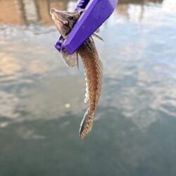 朝マズメ キス狙い