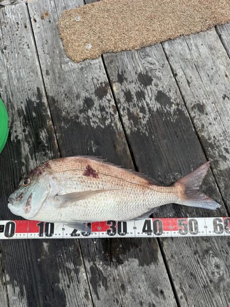 チヌ釣り