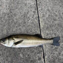 セイゴ狙いでグレ釣れました!