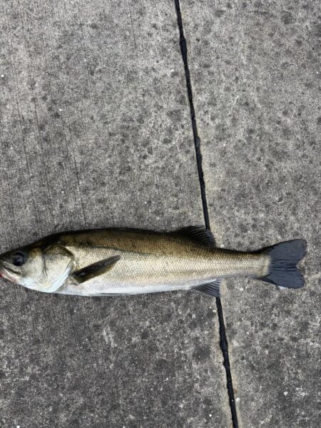 セイゴ狙いでグレ釣れました!