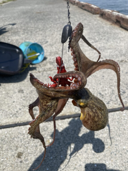 タコ