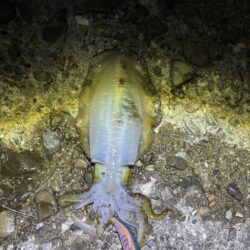 タチウオ出来ず新子釣り