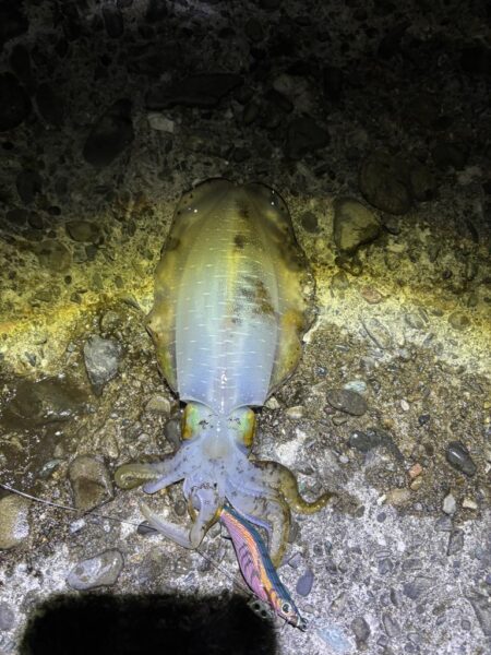 タチウオ出来ず新子釣り