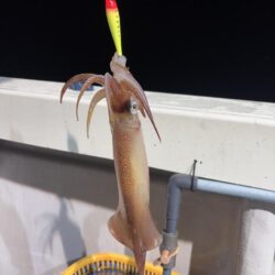 越前イカメタル
