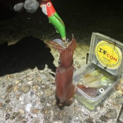 やっぱり🦑釣れると楽しい(^.^)