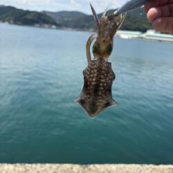 エギング釣査