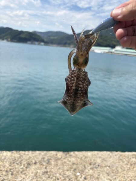 エギング釣査
