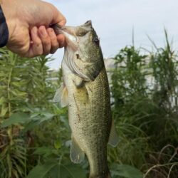 暑さに負けず釣行