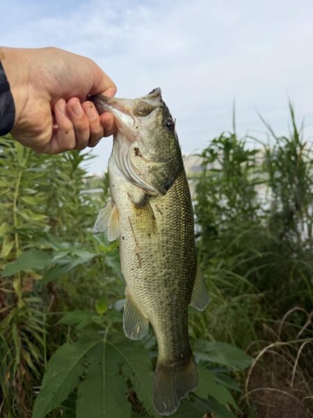 暑さに負けず釣行