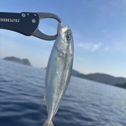 真夏のライトジギング