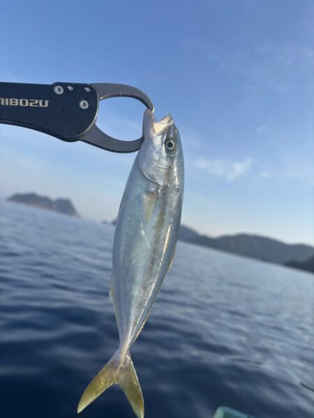真夏のライトジギング