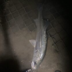 トップウォーターシーバス釣り『ガボッ』〜いわき市〜