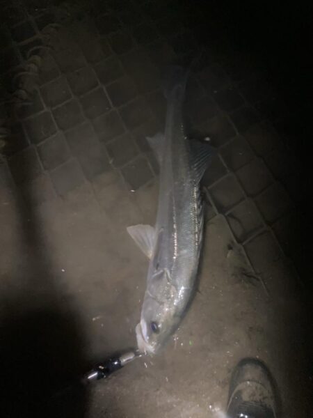 トップウォーターシーバス釣り『ガボッ』〜いわき市〜