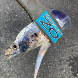 朝マズメの太刀魚調査
