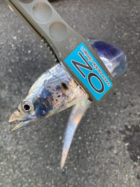 朝マズメの太刀魚調査