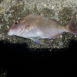 根魚がよく遊んでくれました