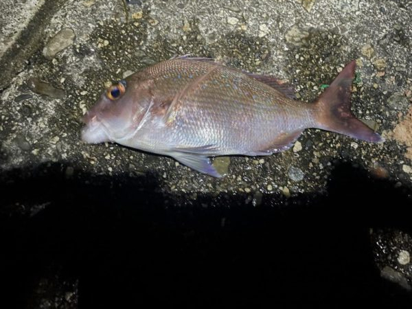 根魚がよく遊んでくれました