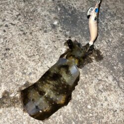 離島でケンサキイカ╰(*´︶`*)╯