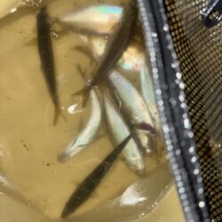鯵