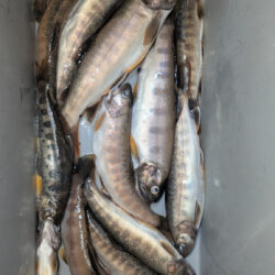 渓流釣り